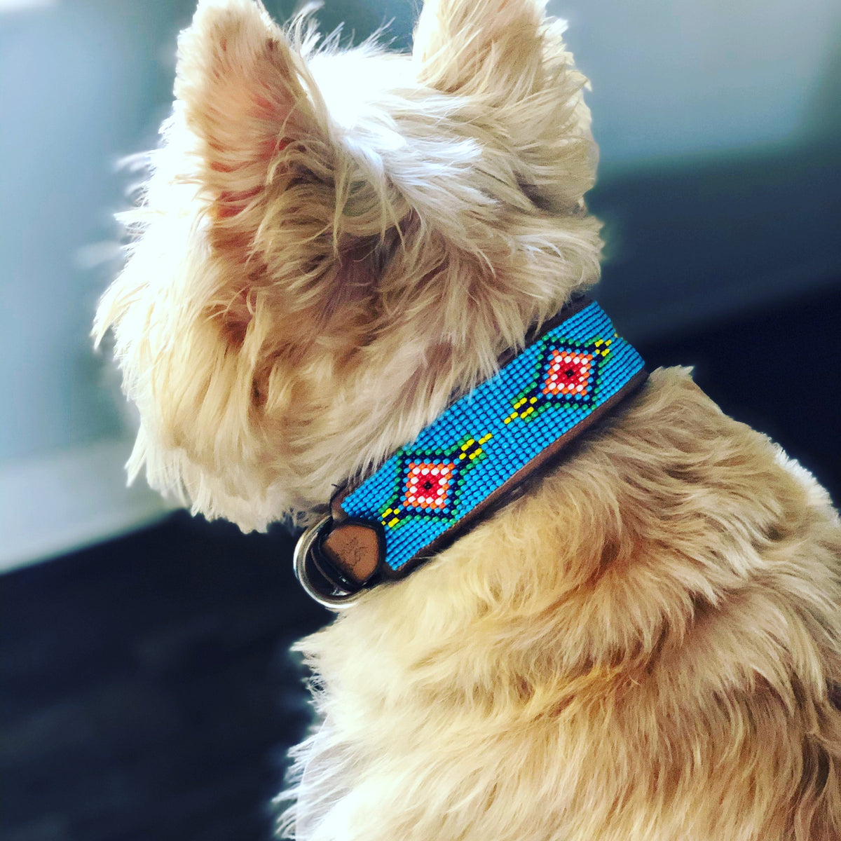Blue Vogue Sambboho dog collar