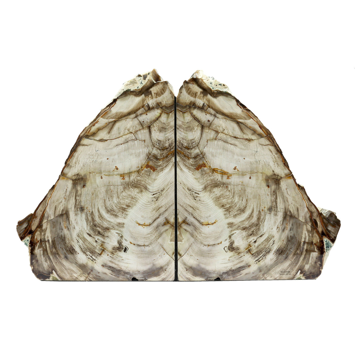 Saddle Mountain Washington Sequoia Petrified Wood Bookends