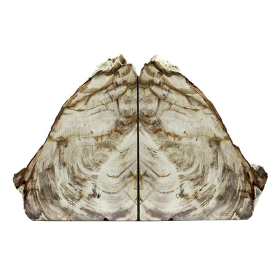 Saddle Mountain Washington Sequoia Petrified Wood Bookends