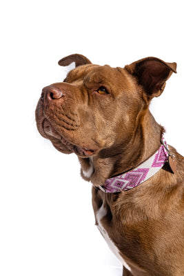 Paris Sambboho dog collar (with center D-ring)