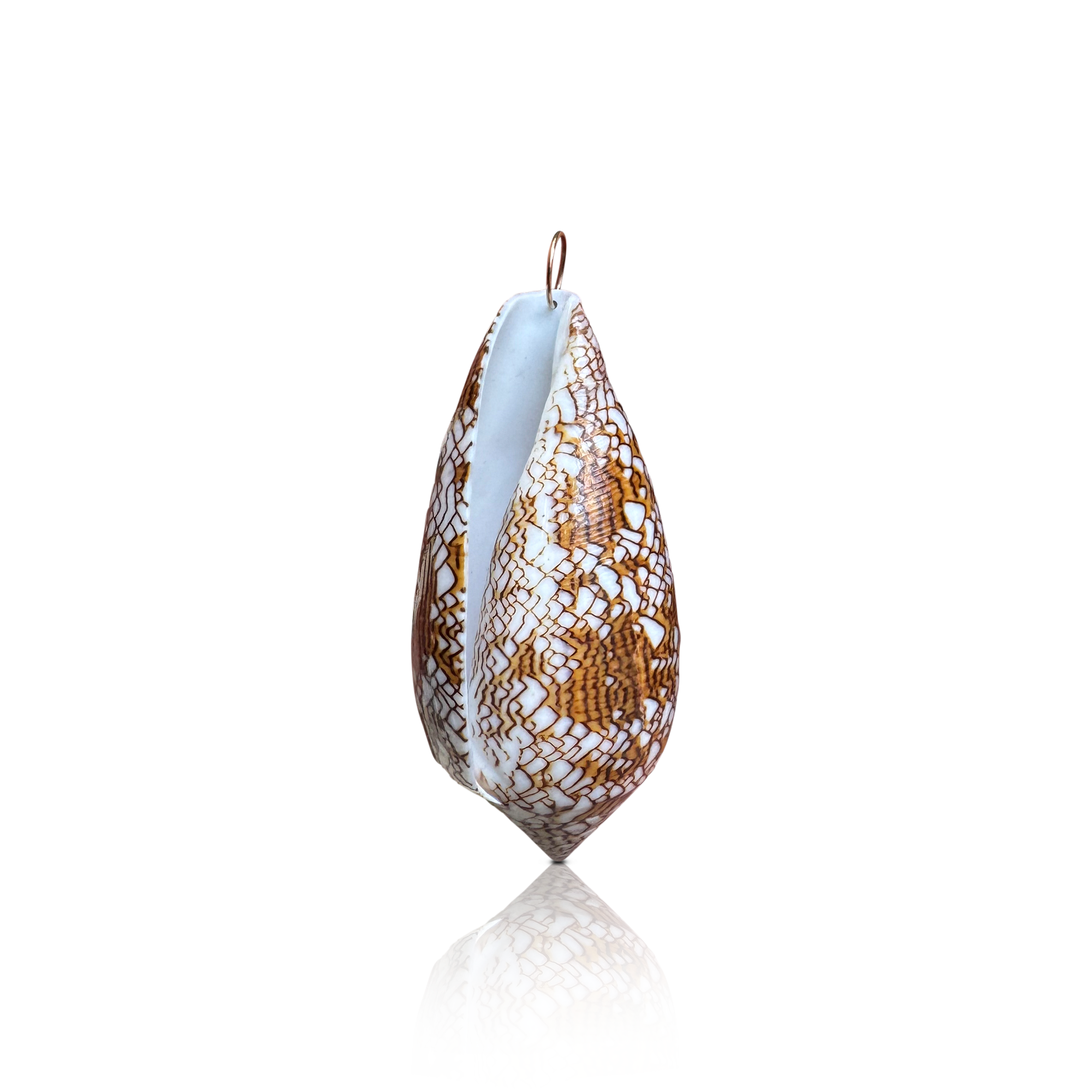 14k Jumbo Textile Cone Shell