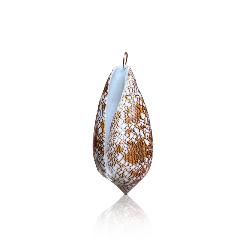 14k Jumbo Textile Cone Shell
