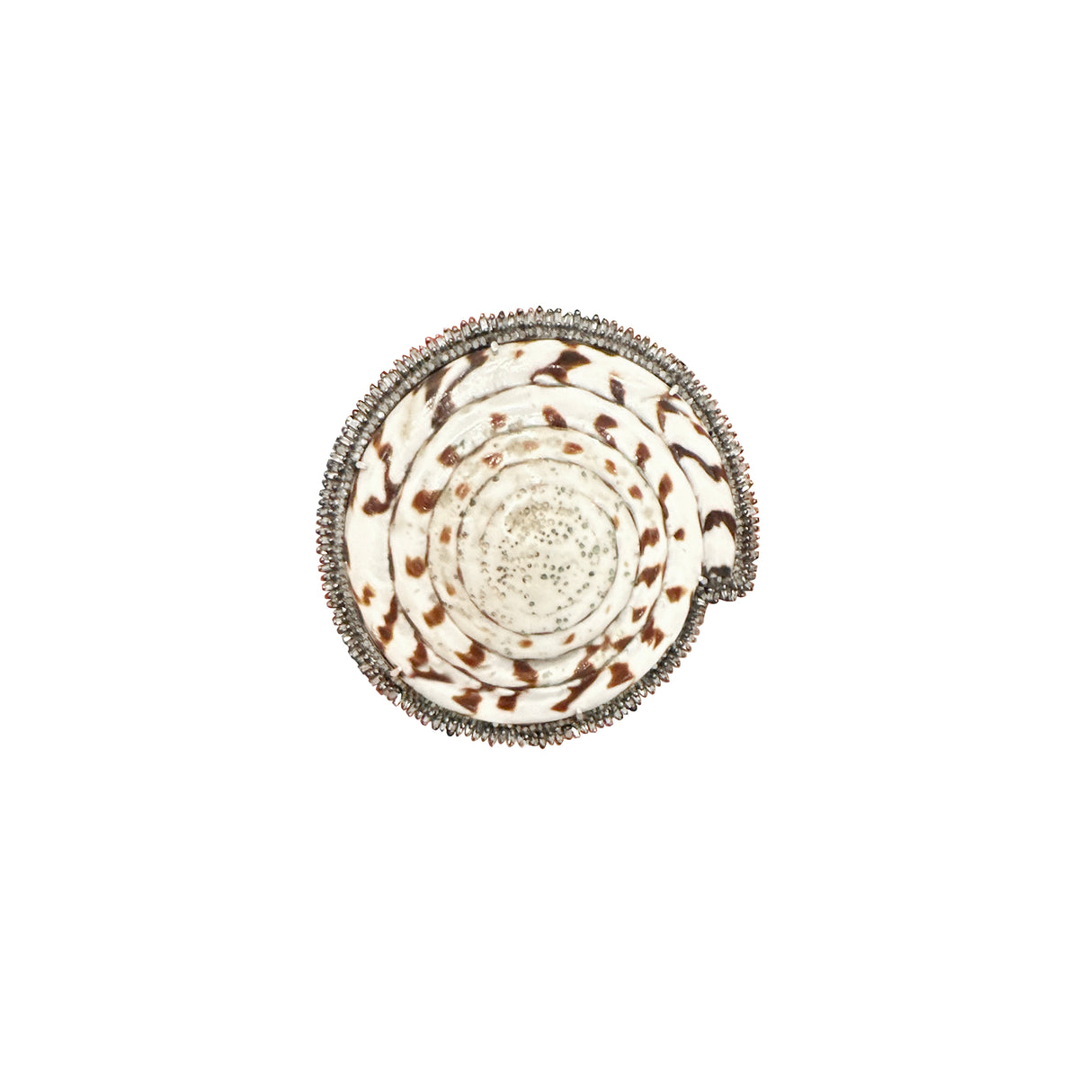 Spiral Shell Belt Buckle