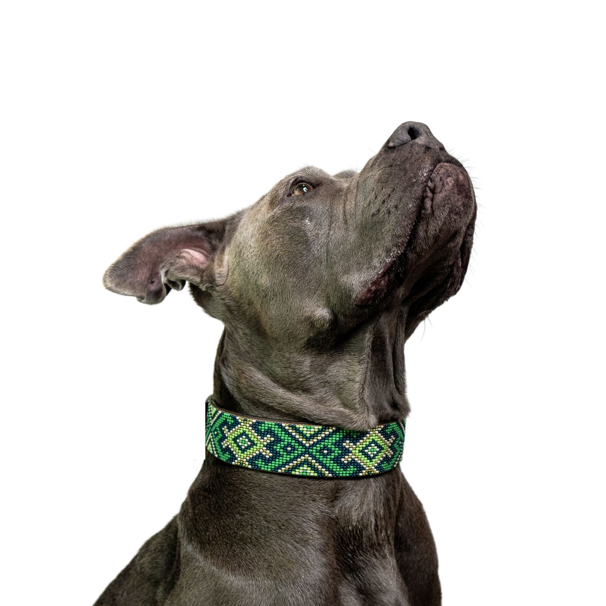 Lucky Sambboho dog collar