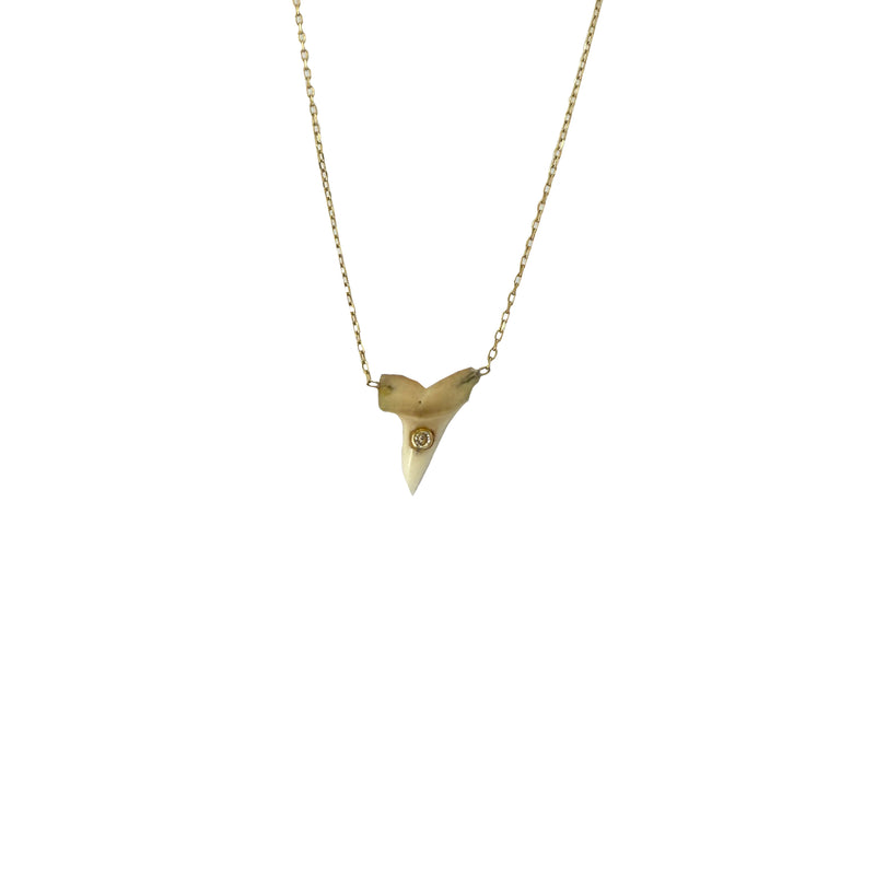 14k MINI Sharks Tooth Dainty Necklace (Sale)