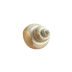 Natural Shell Napkin Ring (set of 4)